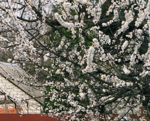 Charkiw, Frühling im Krieg